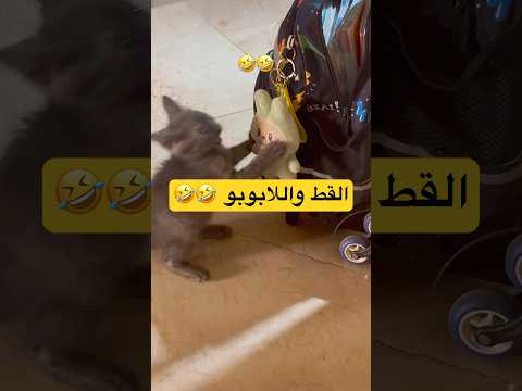 القط واللابوبو        