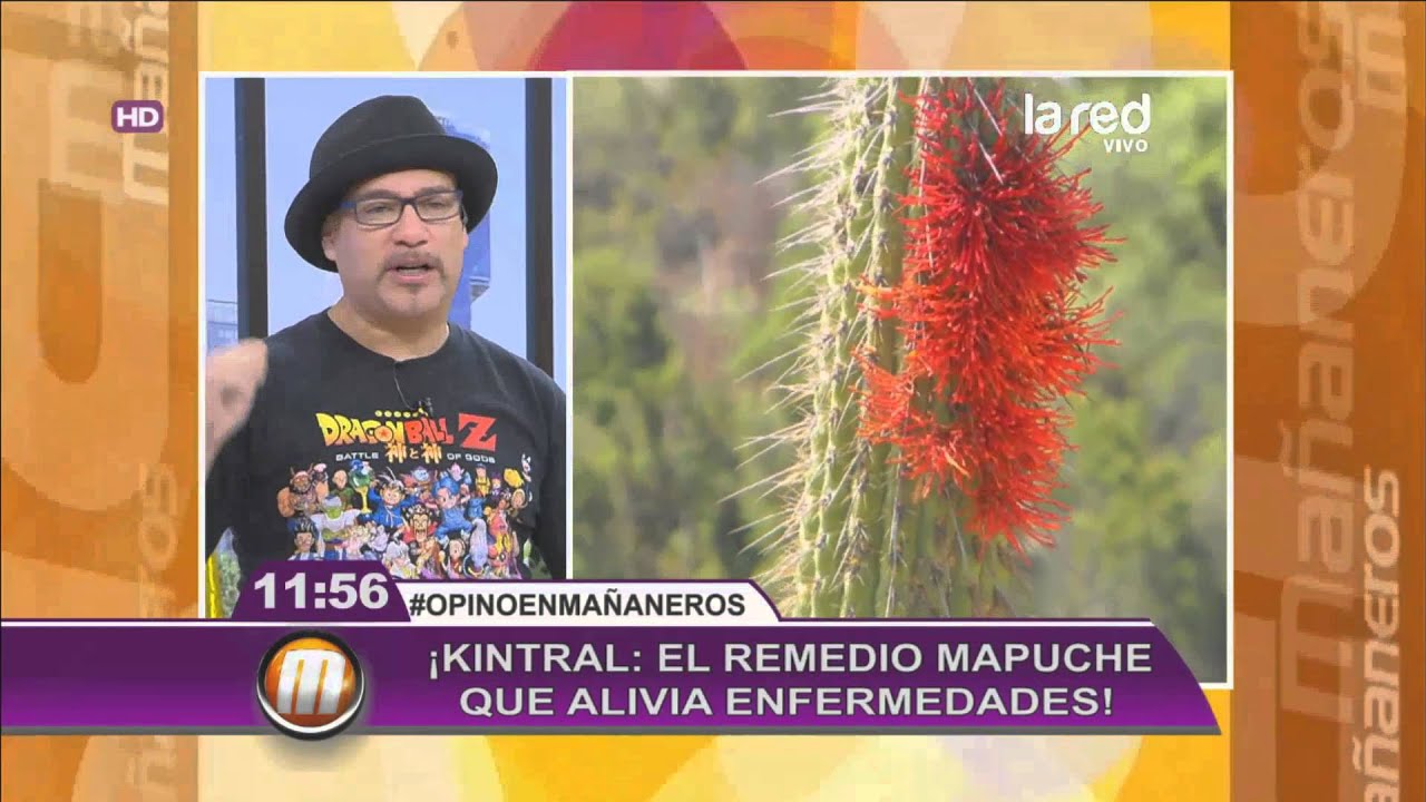 Salfate cuenta todo acerca del remedio mapuche Kintral