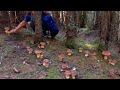 Funghi Porcini Novembre 2019 Boletus Edulis