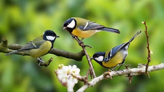 Birds Singing  Beautiful Nature Sounds, Reduce Stress, Relaxing Bird Sounds, Sleep Well