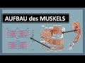 Muskelanatomie - Aufbau des Muskels - Skelettmuskulatur im Detail - Aktin, Myosin & Z-Scheiben