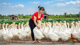 Download Lagu TIMELAPSE -- Harvest 100Kg Giant Forest Goose \u0026 Rare Goose Egg, Cook Spicy Soup | New Peaceful Life MP3