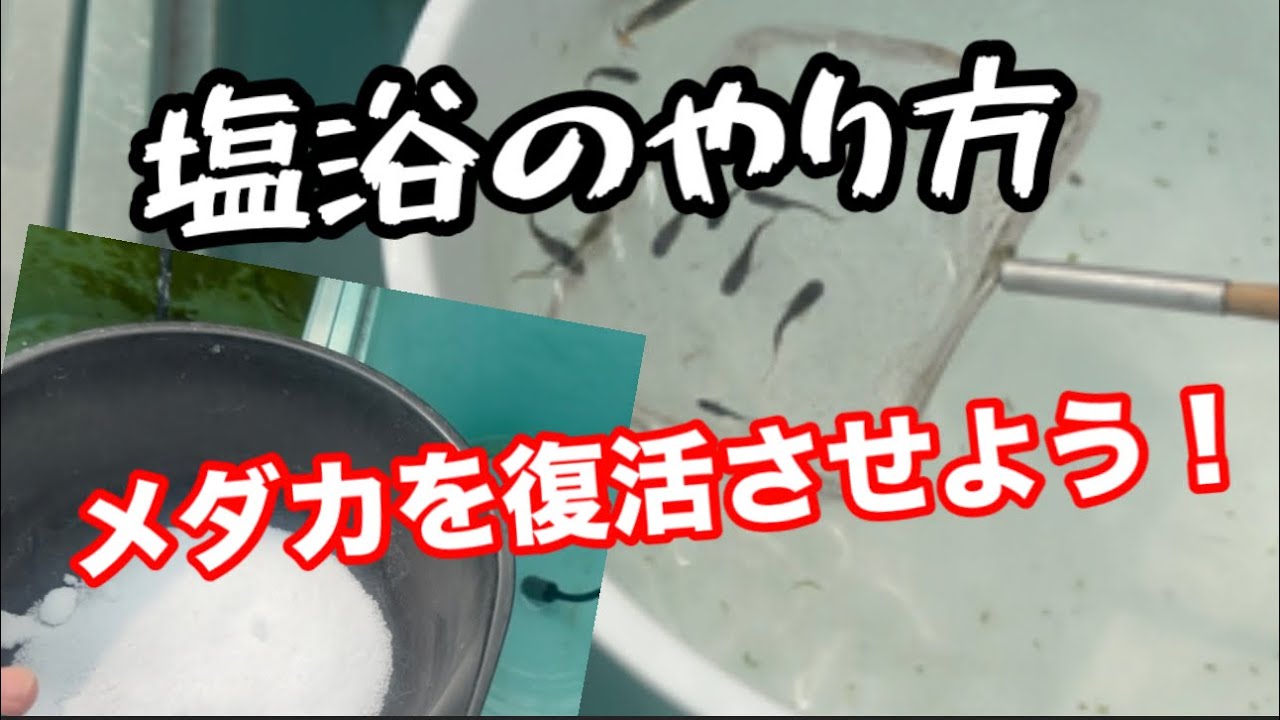 メダカの塩浴。やり方を詳しく説明します。【めだか】