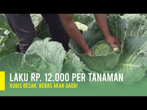 Video: Merawat Tanaman Jamu Tansy - Cara Menanam Tansy Di Kebun