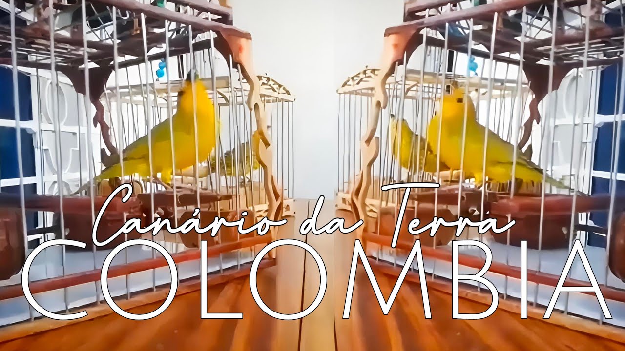 Canário Colômbia