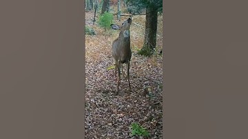 Nice Young Buck freshening up a scrape// #new #2023 #hunting #scrape #deer #buck #tactacam #rut