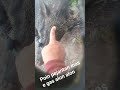 poi pejantan jumbo mas e