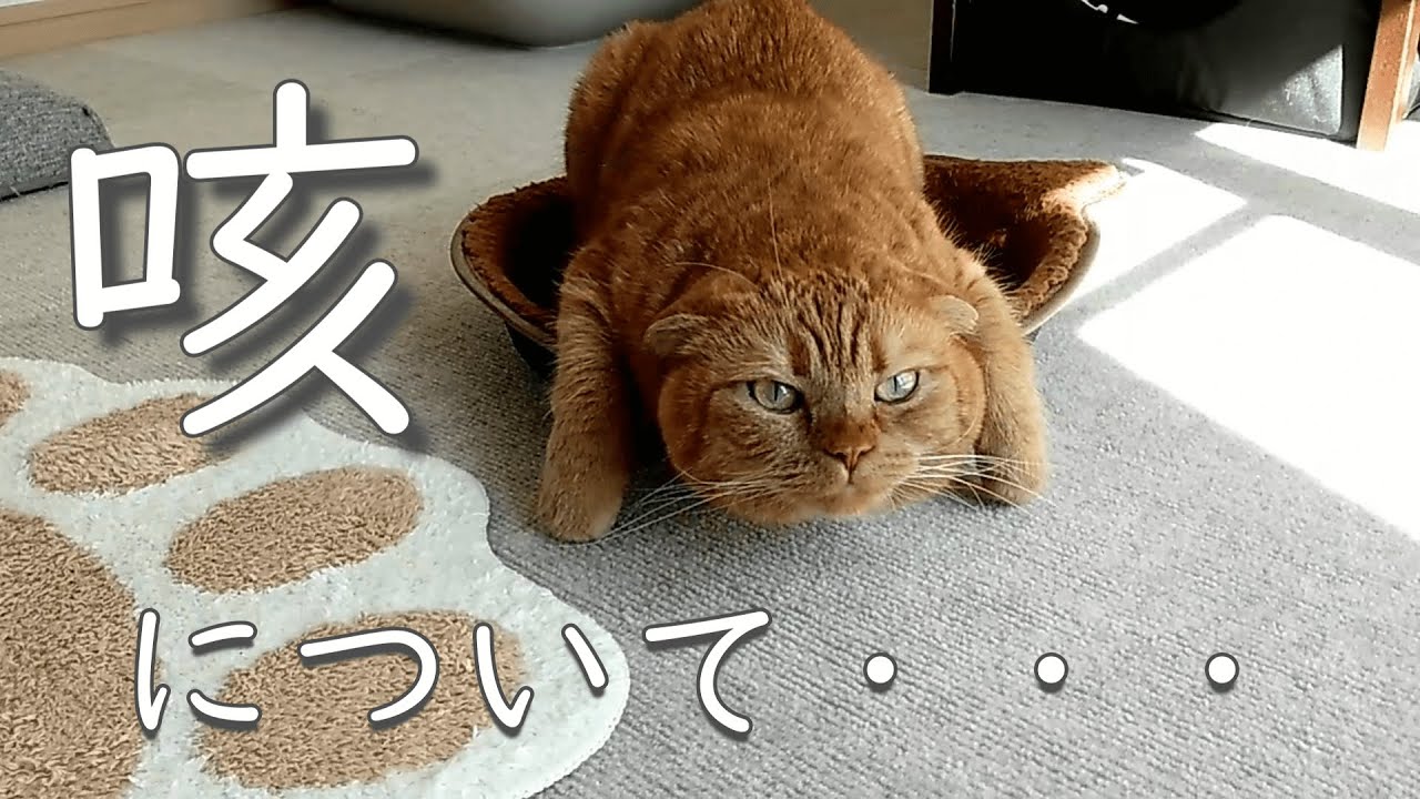 【猫の咳】愛猫が変な咳をしてました…/実際の様子【猫の病気】