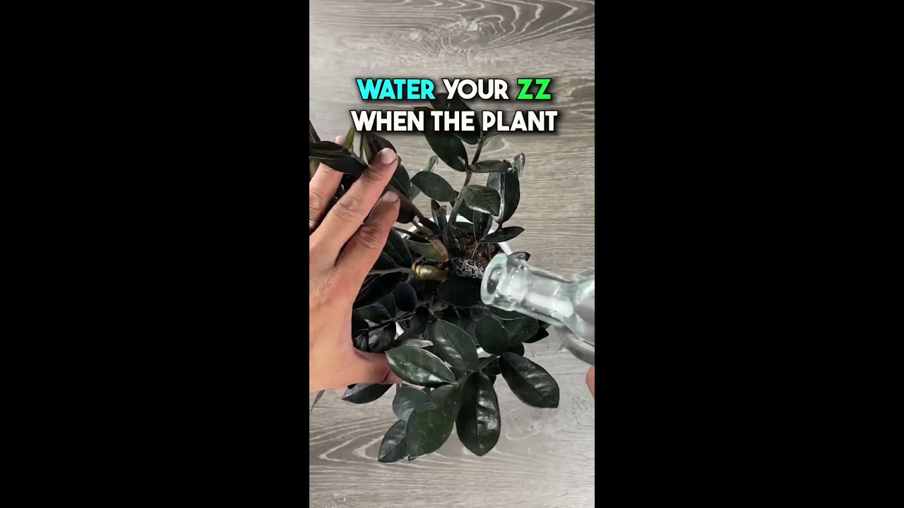 ZZ Plant Care Tips Zzplant Zzplants Stempropagation Zamioculcas Zamioculcaszamiifia