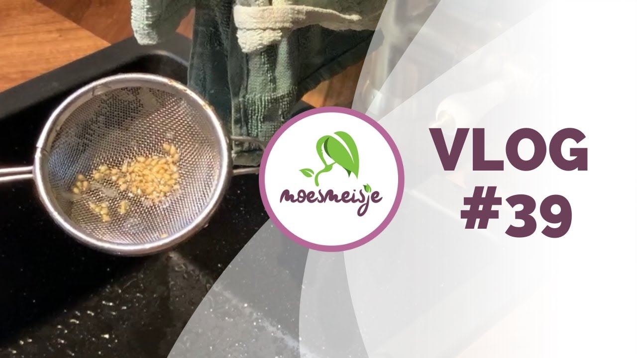 MOESTUIN VLOG #39 | Tomatenzaden oogsten | bloemzaden inpakken | oogsten in moestuin en achtertuin.