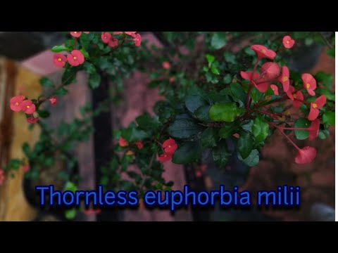 Video: Die Facettenreiche Und Legendäre Euphorbia