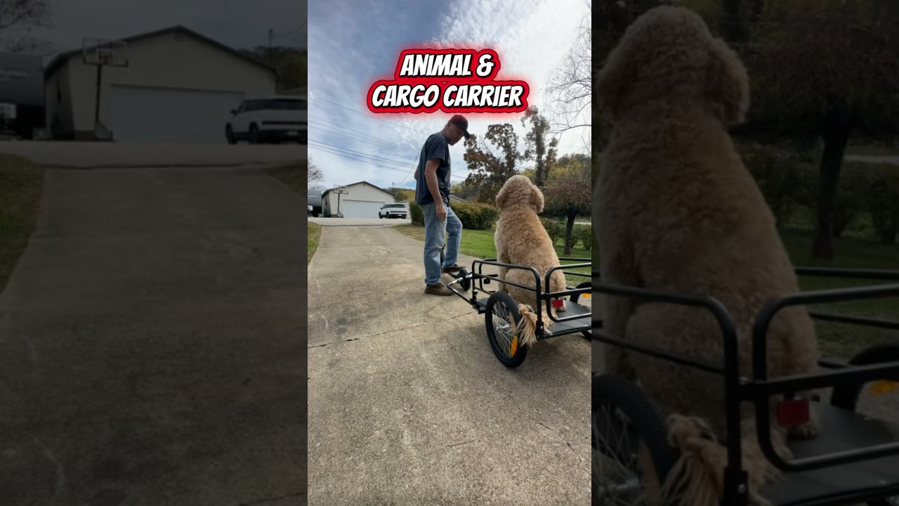 Любите кататься? Выбирайте прицеп для перевозки животных/грузов. Переноска для собак: 85 фунтов, ...