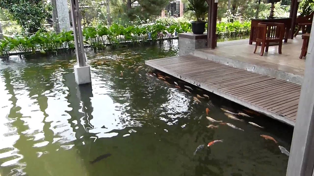 Koi Fish - Teras Air, Tajur Bogor - YouTube