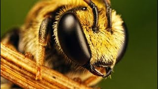 O animal mais importante do mundo : Abelhas | Por que as abelhas são tão importantes para o mundo?