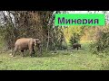 Парк слонов Минерия | Шри Ланка