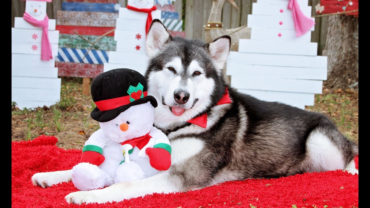 Beautiful Dogs Christmas Photoshoot Christmas Card Exchange YouTube — free download