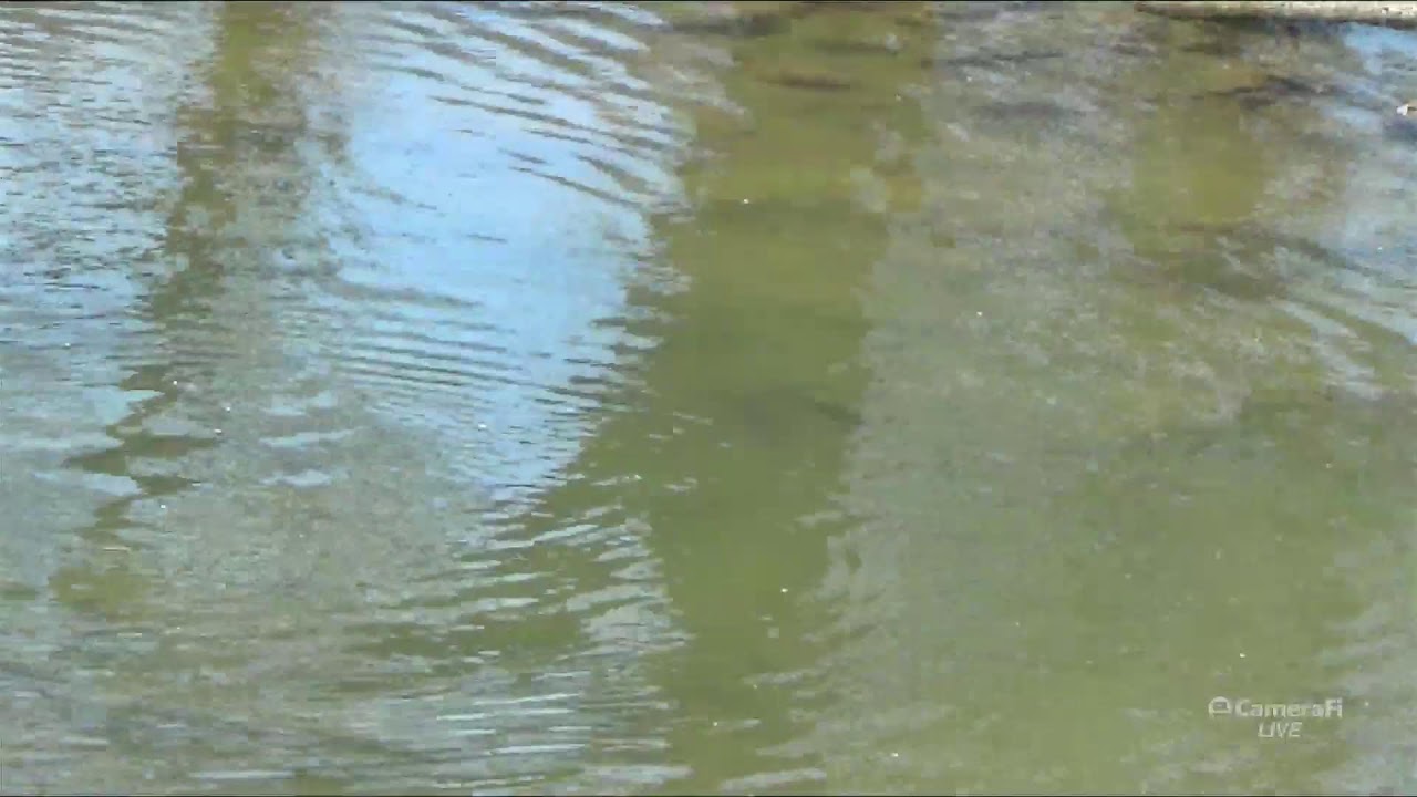 COAF Field Team's TRWD Flyfest Livestream 10:25AM