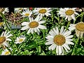 Daisy Care & Planting A Large Garden Bowl