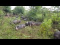 Pastured raised pork at Royer Farm Fresh in Indiana