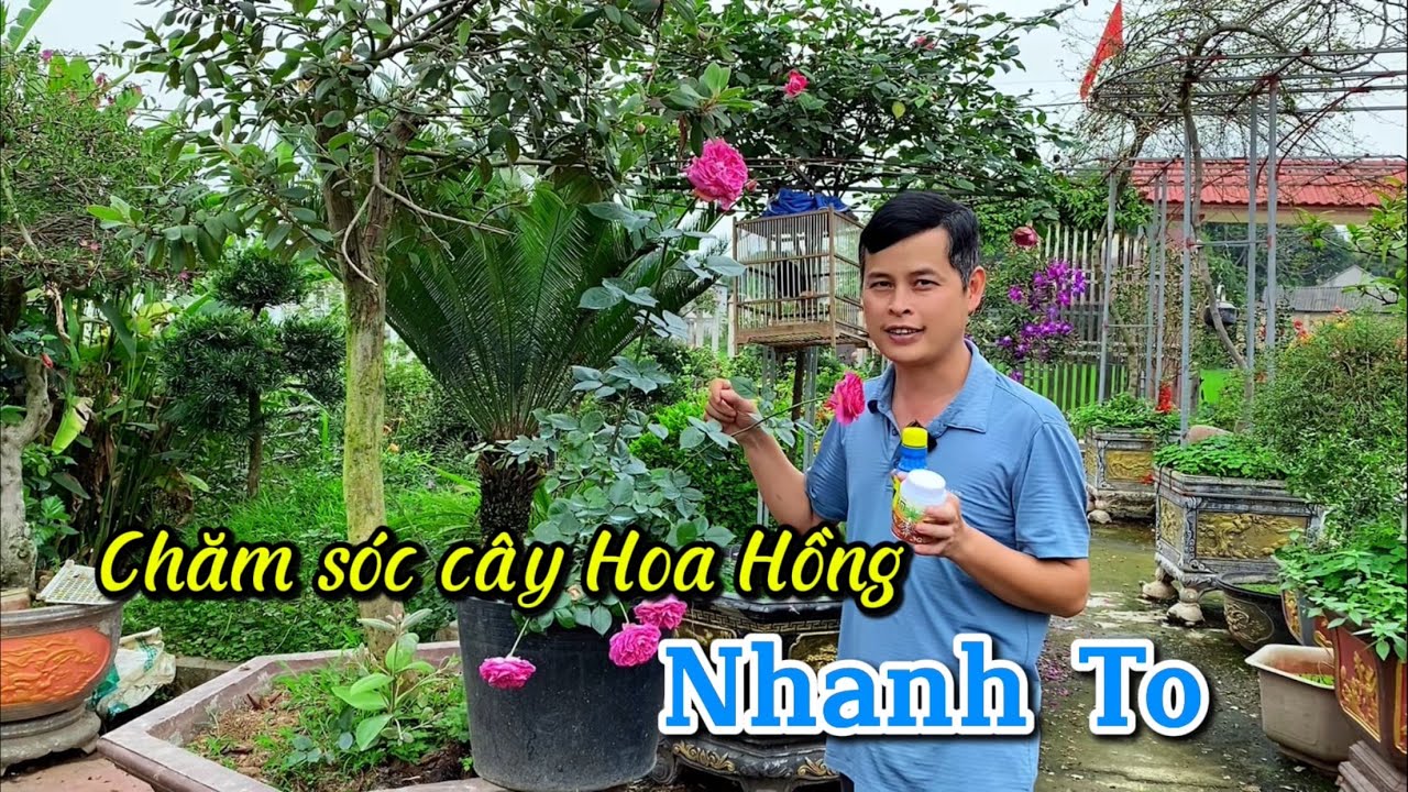 Cách chăm sóc giúp cây Hoa Hồng nhỏ nhanh lớn