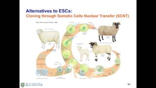 Awad Narrated Stem Cells Lecture#2 Spring 2014 1080p