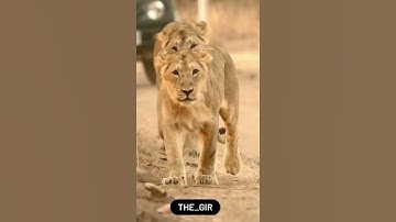 || lion Attitude Status in Devayat Khavad ||