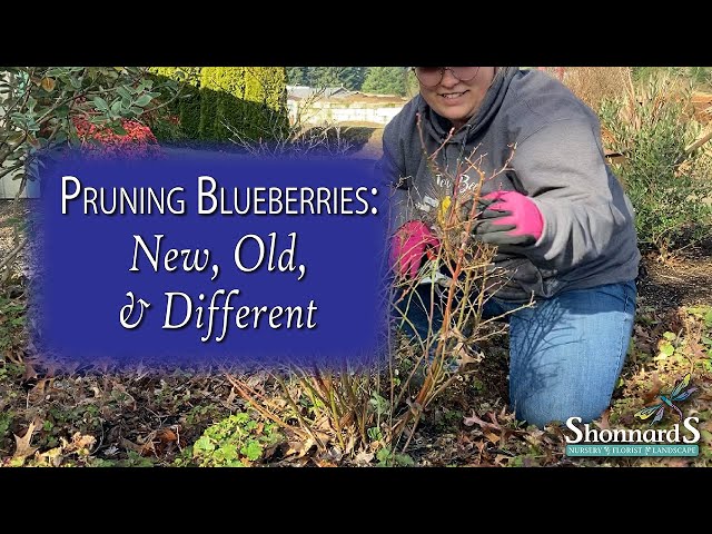 Pruning Blueberry Basics class=