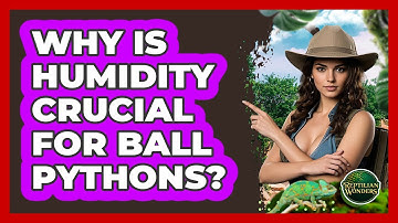 Why Is Humidity Crucial For Ball Pythons? - Reptilian Wonders