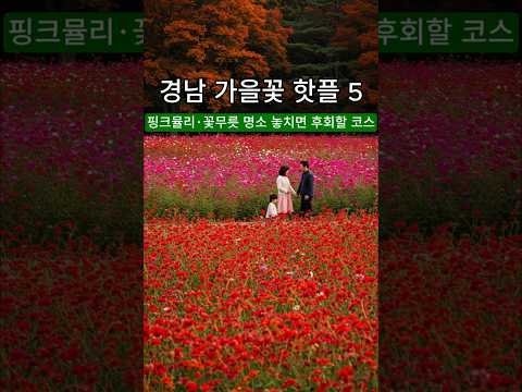 경남 가을꽃 핫플레이스 5곳, 핑크뮬리·꽃무릇 명소 놓치면 후회할 코스