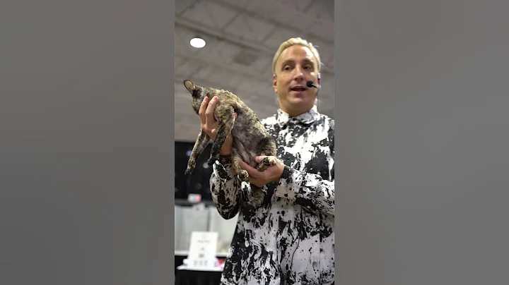 Video 10783931: devon rex, cats devon, cats catlover