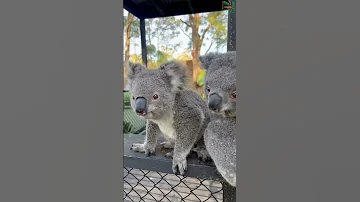 Cute Koala Trio 