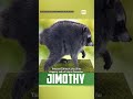 You can now order a "Jimothy" bobblehead
