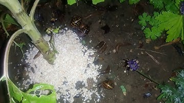 Natural plant protection from Slugs and Snails