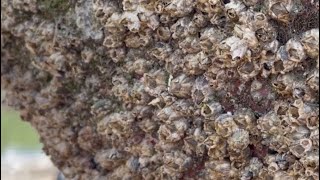 Barnacles removal satisfying ASMR (episode 573)