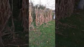 What we did with our 🌽🌽 corn stalks