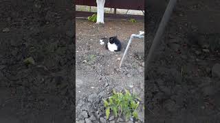 огородный кот
