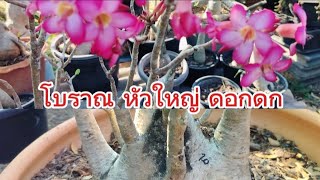 ,ep2.ชวนชมโบราณ หัวใหญ่ พันธุ์ยักดอกดก นุช0644787995 line nut240825