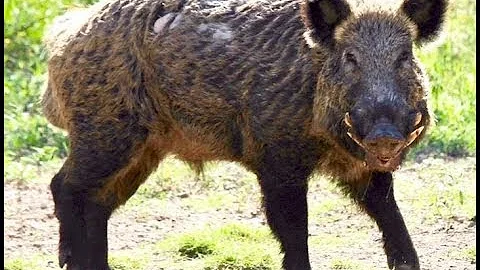 Wild Pig Biology and Behavior