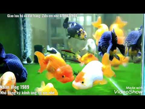 Video Hồ Cá Vàng Ranchu Đẹp Và Siêu Dễ Thương - Cá Ranchu... - youtube