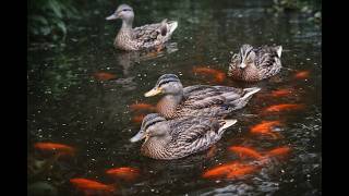 Curious Goldfish Following the Ducklings — A Peaceful Pond Moment