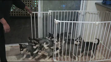 Dove dorme Husky?