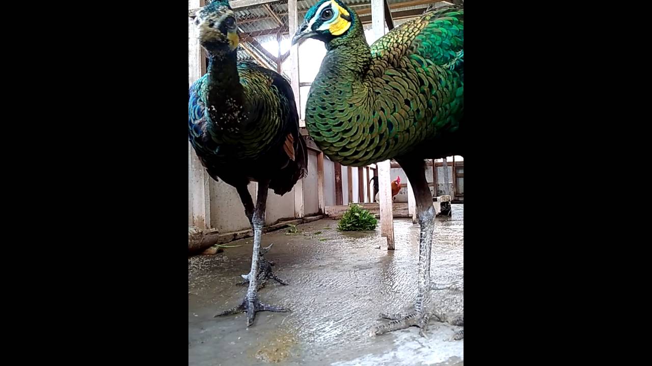 Penampakan Burung Merak Merak Hijau Merak Jawa Youtube