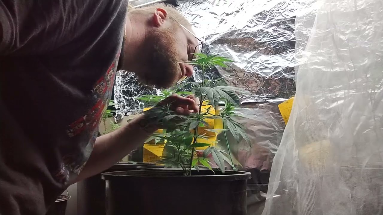 10th planet by ethos genetics. Maintaining LST