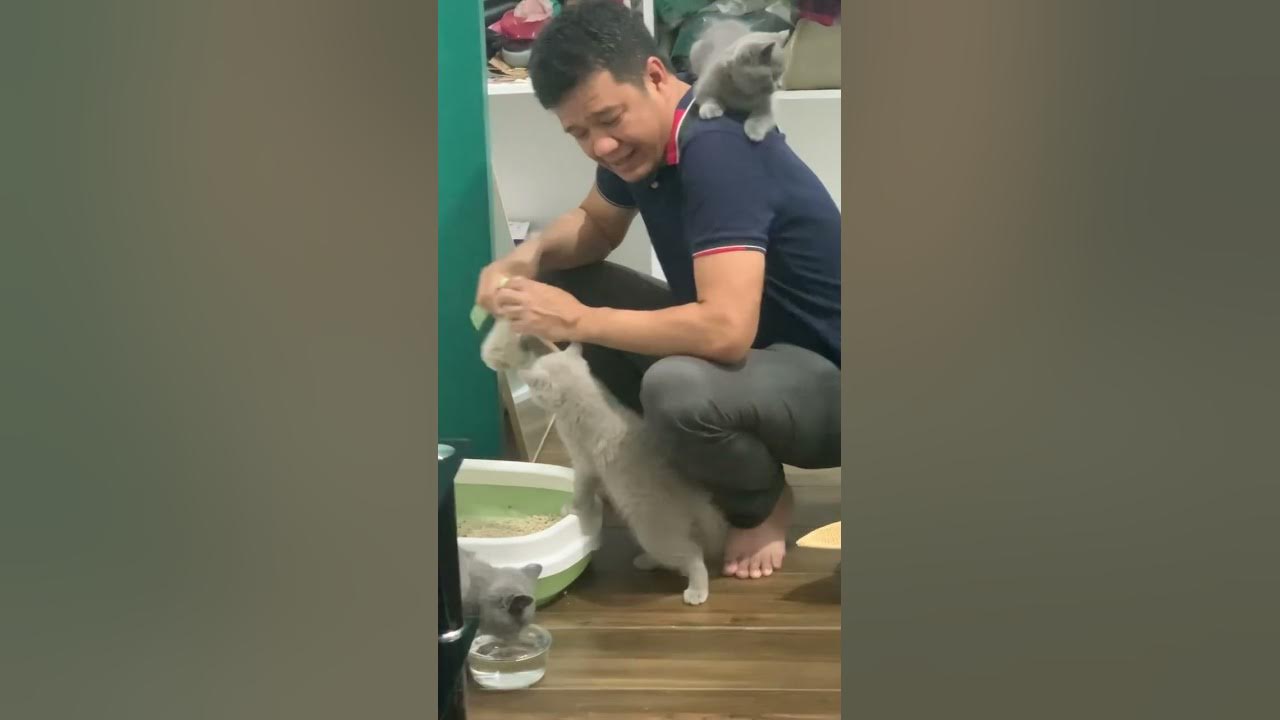 Why do cats act like they own everything? YouTube