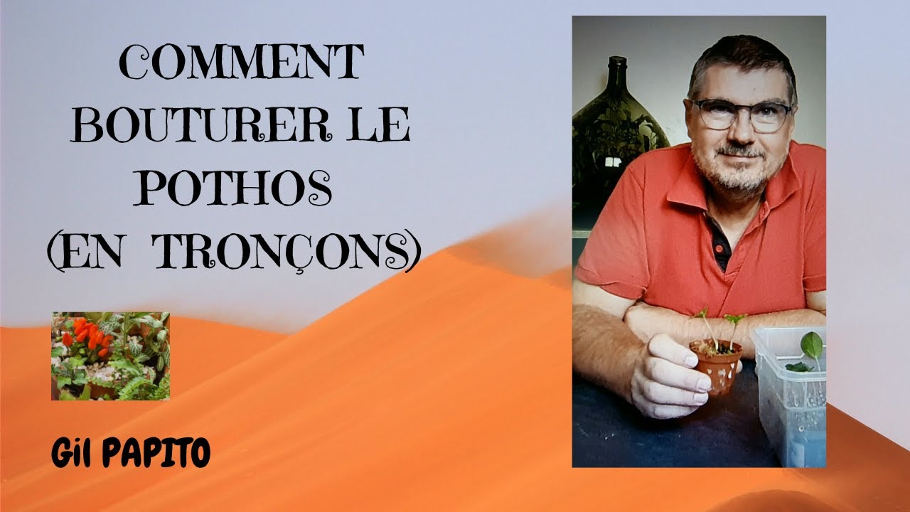 Comment bouturer le Pothos (méthode des tronçons)