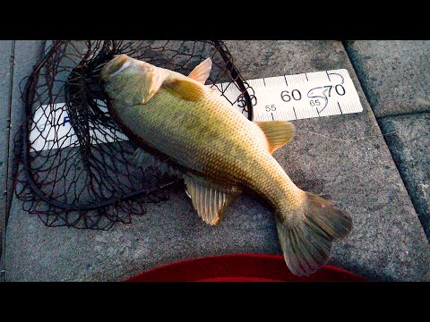 シーバス引退 What is this!? 70?! No, it's over 65 - YouTube