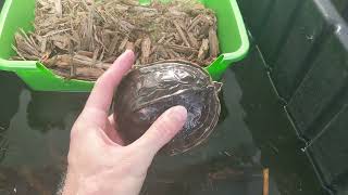Malaysian box turtle live feeding, breeding and egg incubation.