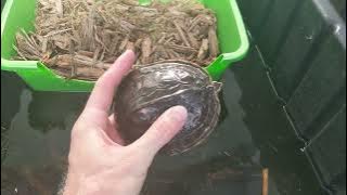 Malaysian box turtle live feeding, breeding and egg incubation.
