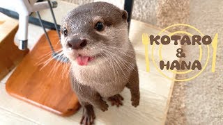 カワウソコタローとハナ　じっとしてられないランチタイム　Otter Kotaro&Hana It's Lunch Time