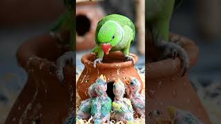 Mother parrot feeding her kids